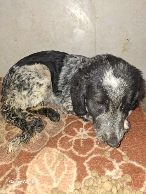 მეტისი გლდანულა 3 ა კორპუსი