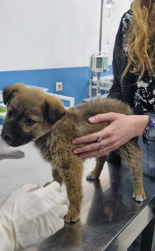 მეტისი ჭიათურა