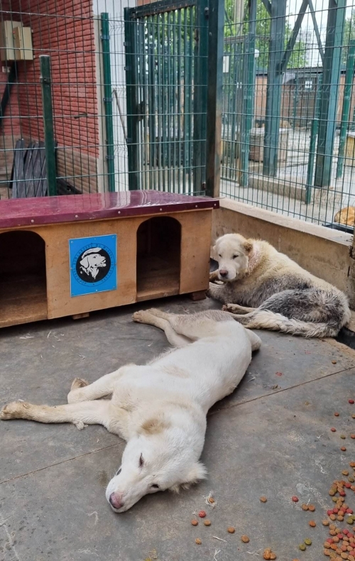 ქართული ნაგაზი სოფელი დავითიანი. ლაგოდეხის რაიონი.