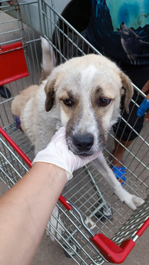 მეტისი ტაბახმელა