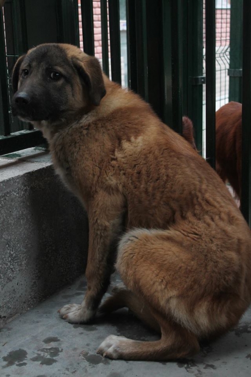 ქართული ქოფაკი უსახელო