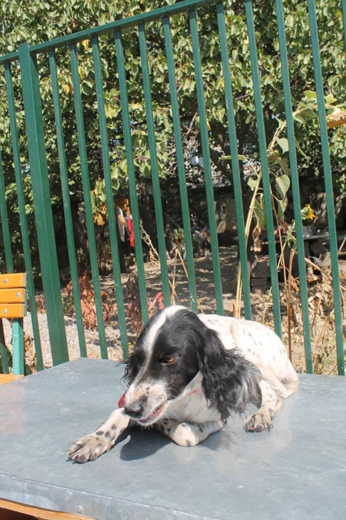 სეტერი უსახელო