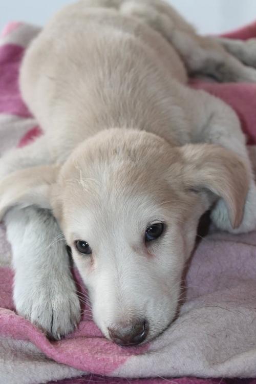 მეტისი უსახელო