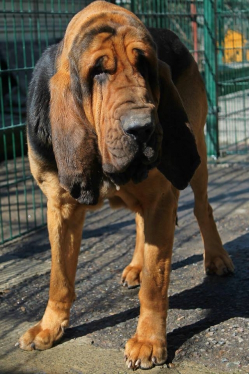 ბლადჰაუნდი ოზი