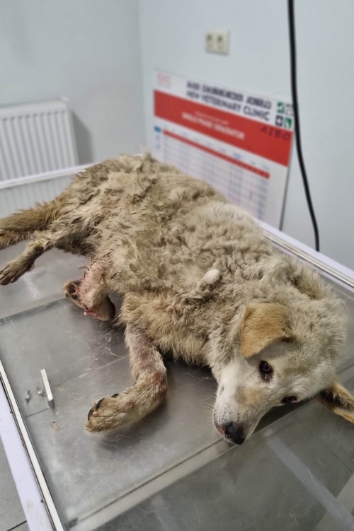 ქართული ქოფაკი გადმოყვანილია მუნიციპალური თავშესაფრიდან