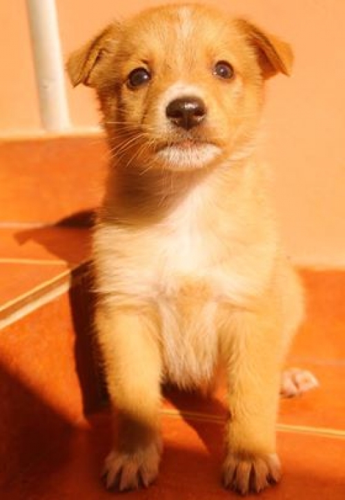 მეტისი უსახელო