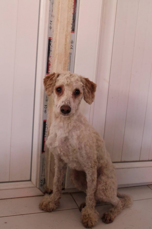 პუდელი უსახელო