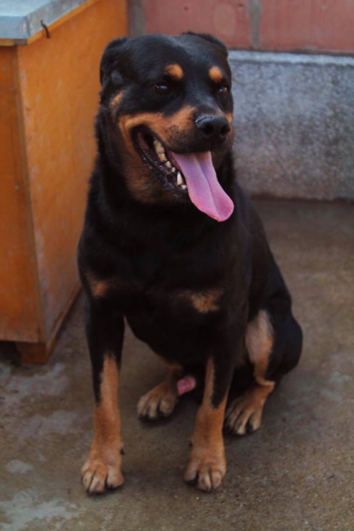 როტვეილერი ჰანიბალი