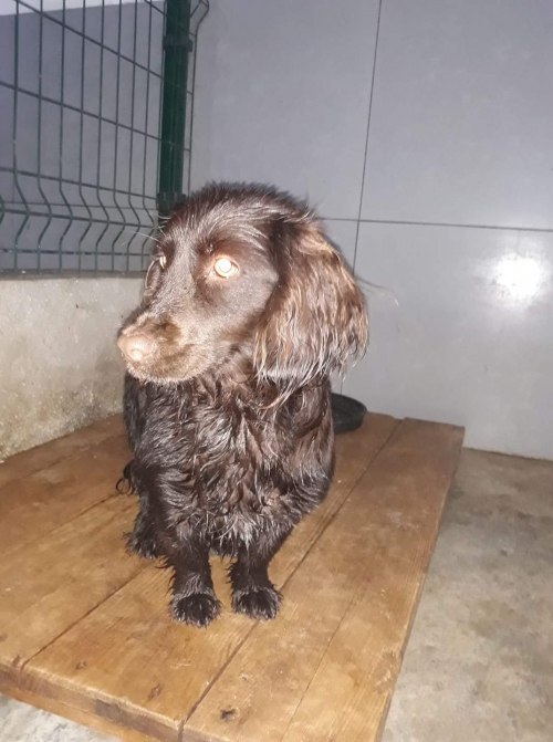 კოკერსპანიელი უსახელო