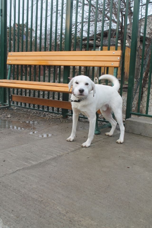 მეტისი ჯეკა