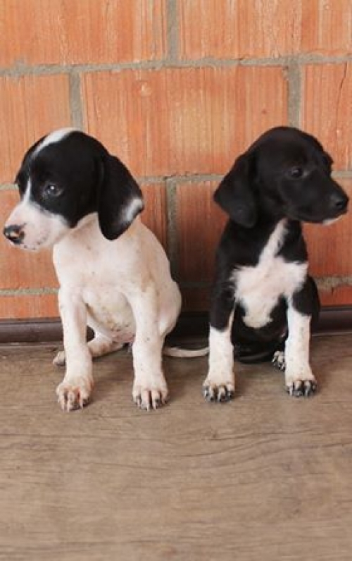 მეტისის ლეკვები უსახელო