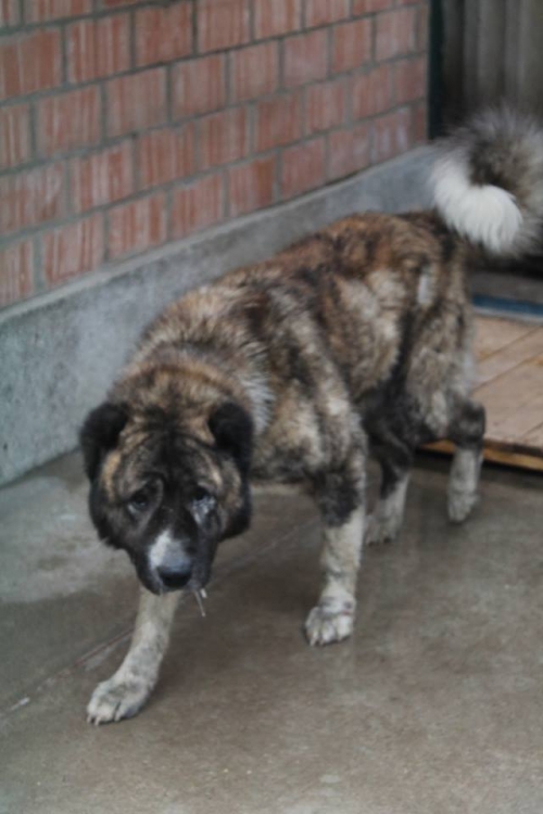 ქართული ნაგაზი ბათურა