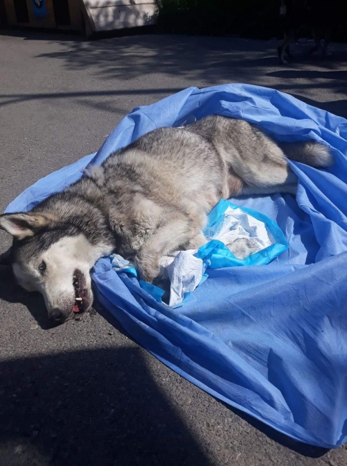 ლაიკა კაიროს ქუჩა