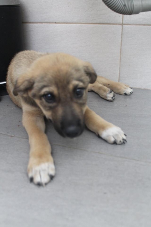 მეტისი უსახელო