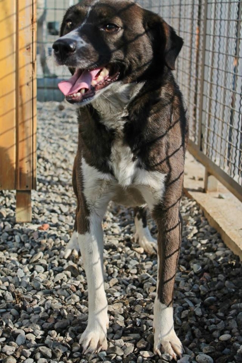 მეტისი ბობი