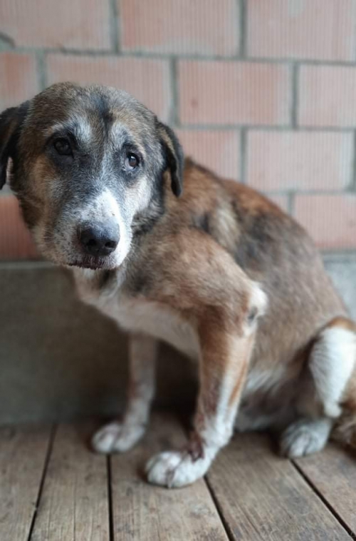 მეტისი ლილოს დასახლება