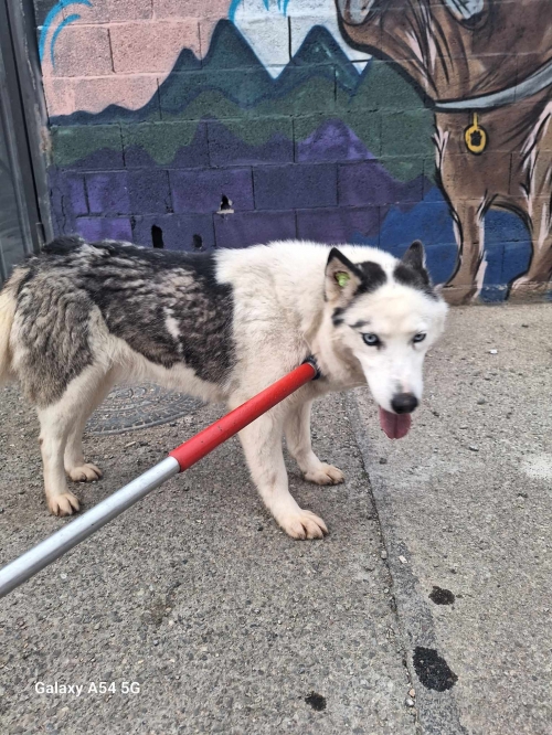 ლაიკა გადმოყვანილია მუნიციპალური თავშესაფრიდან