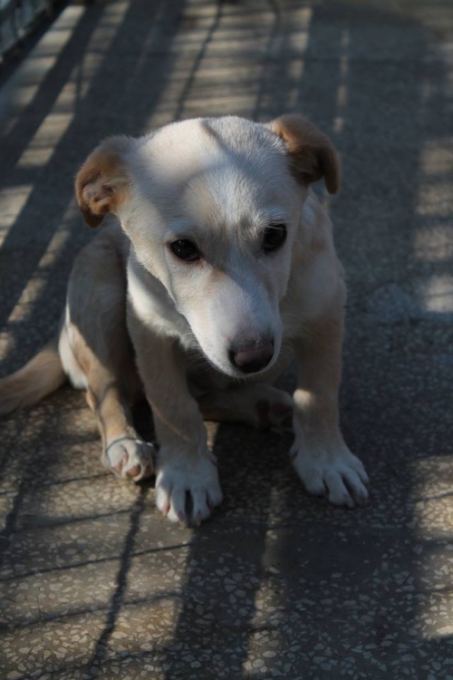 მეტისი უსახელო