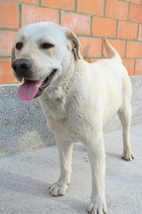 ლაბრადორი უსახელო