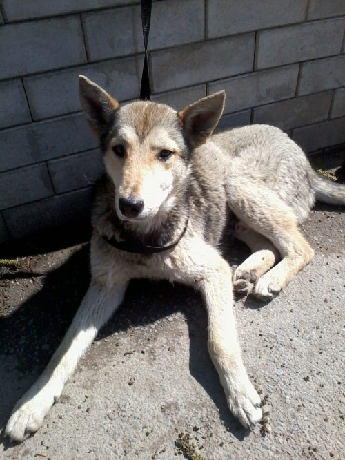 მეტისი უსახელო