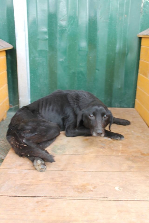 მეტისი მეტისი