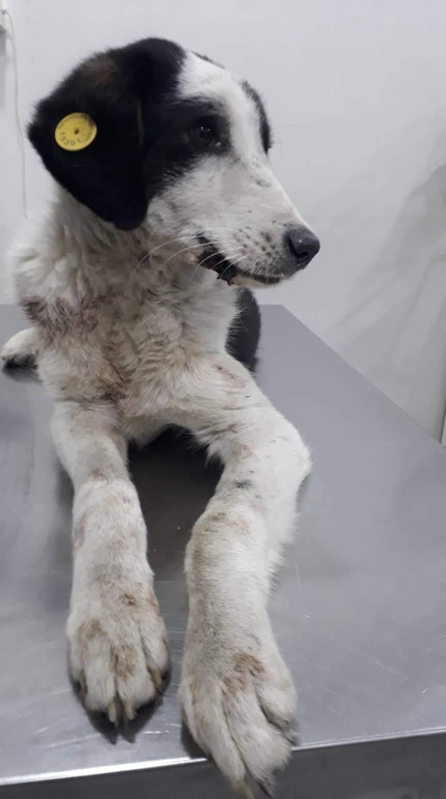 მეტისი უსახელო