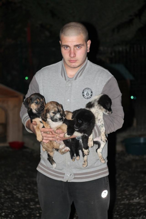 კოკერსპანელის მეტისი უსახელო