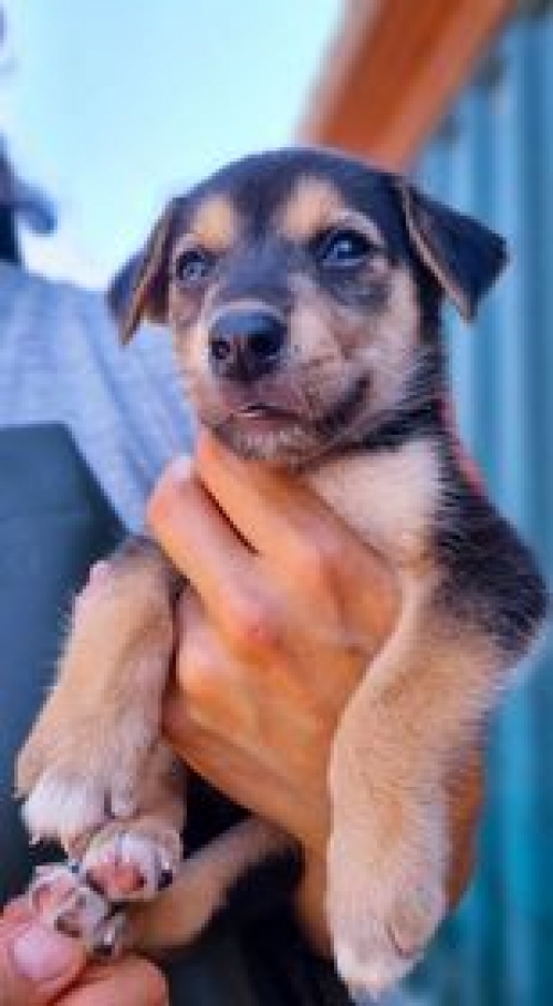 მეტისი რაჭა