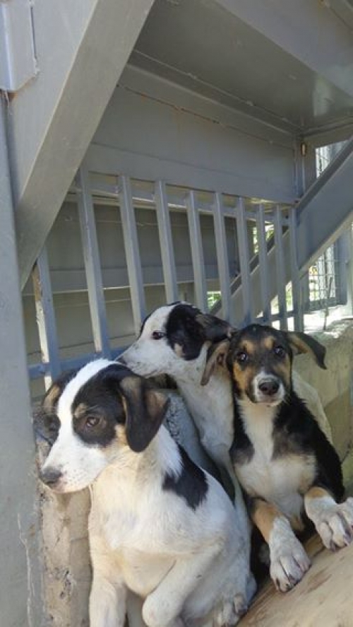 მეტისი უსახელოები