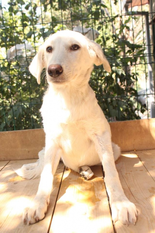 მეტისი უსახელო