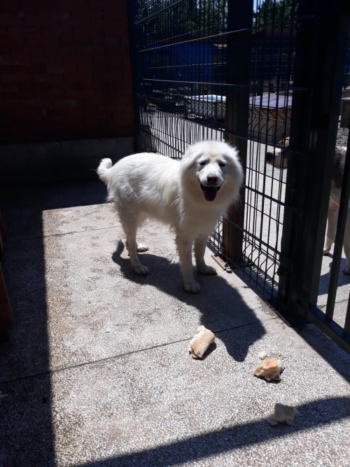 ლაიკა ნიკე