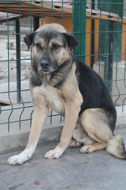 მეტისი კოკი