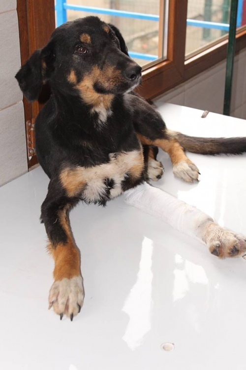 მეტისი უსახელო