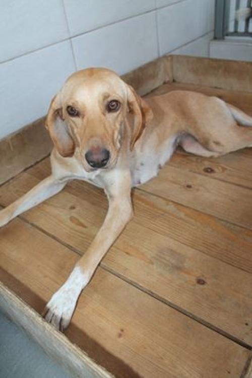 მეტისი უსახელო