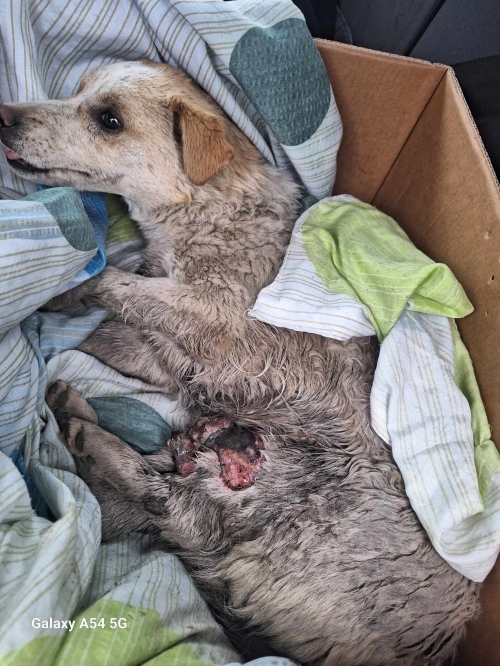 მეტისი გუდაური