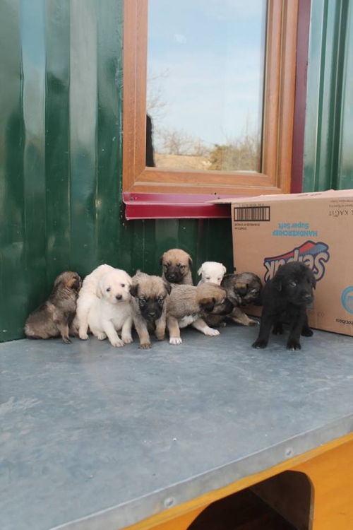 მეტისის ლეკვები უსახელო