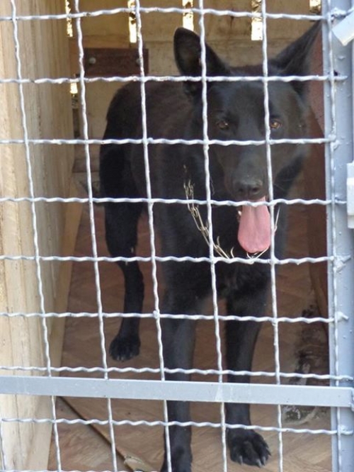 ბელგიური ნაგაზი რეი