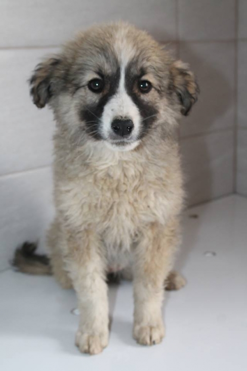 ქართული ქოფაკი უსახელო