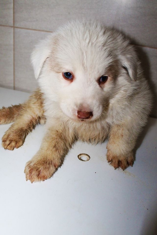 ქართული ქოფაკი უსახელო