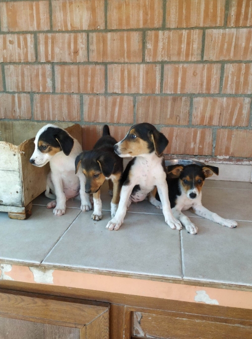 მეტისი უსახელო