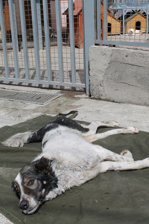 ქართული ქოფაკი ბათურა