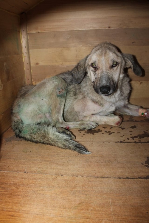 მეტისი კვაზი