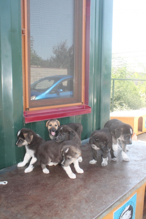 ქართული ქოფაკი უსახელო