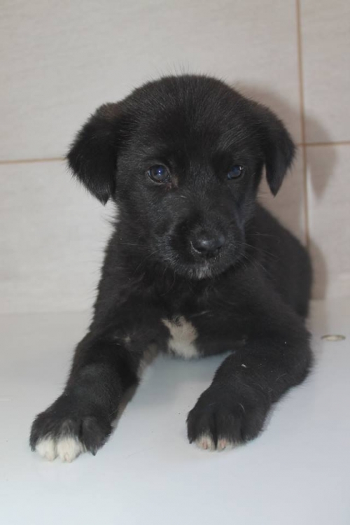 მეტისი უსახელო