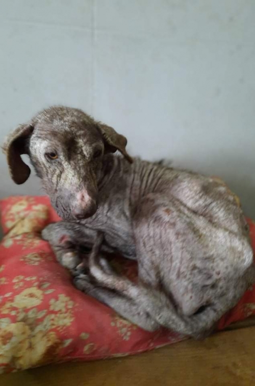 მეტისი ჩამოიყვანეს ოზურგეთიდან