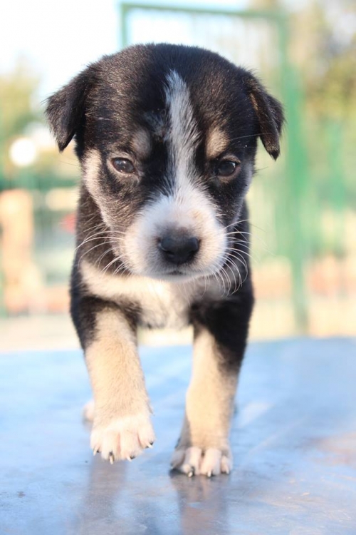 მეტისი უსახელო