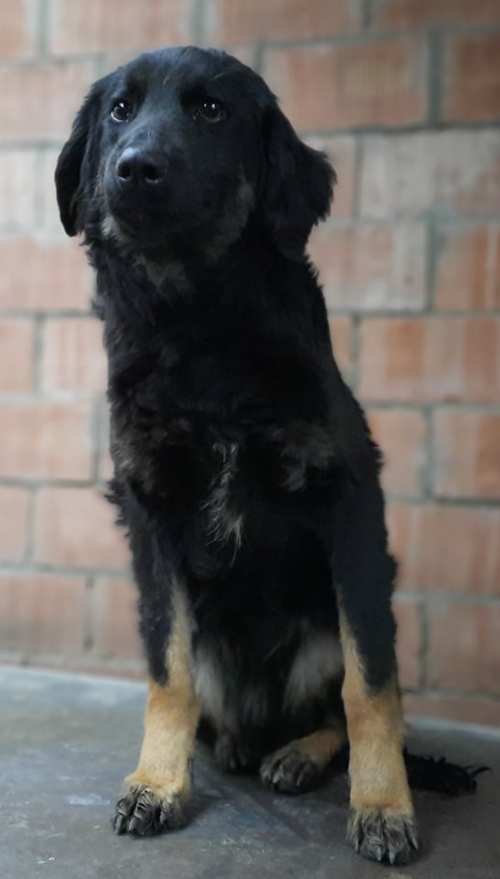 მეტისი ბუბუ