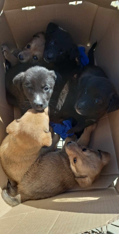 მეტისი ნაპოვნია ავტობანზე