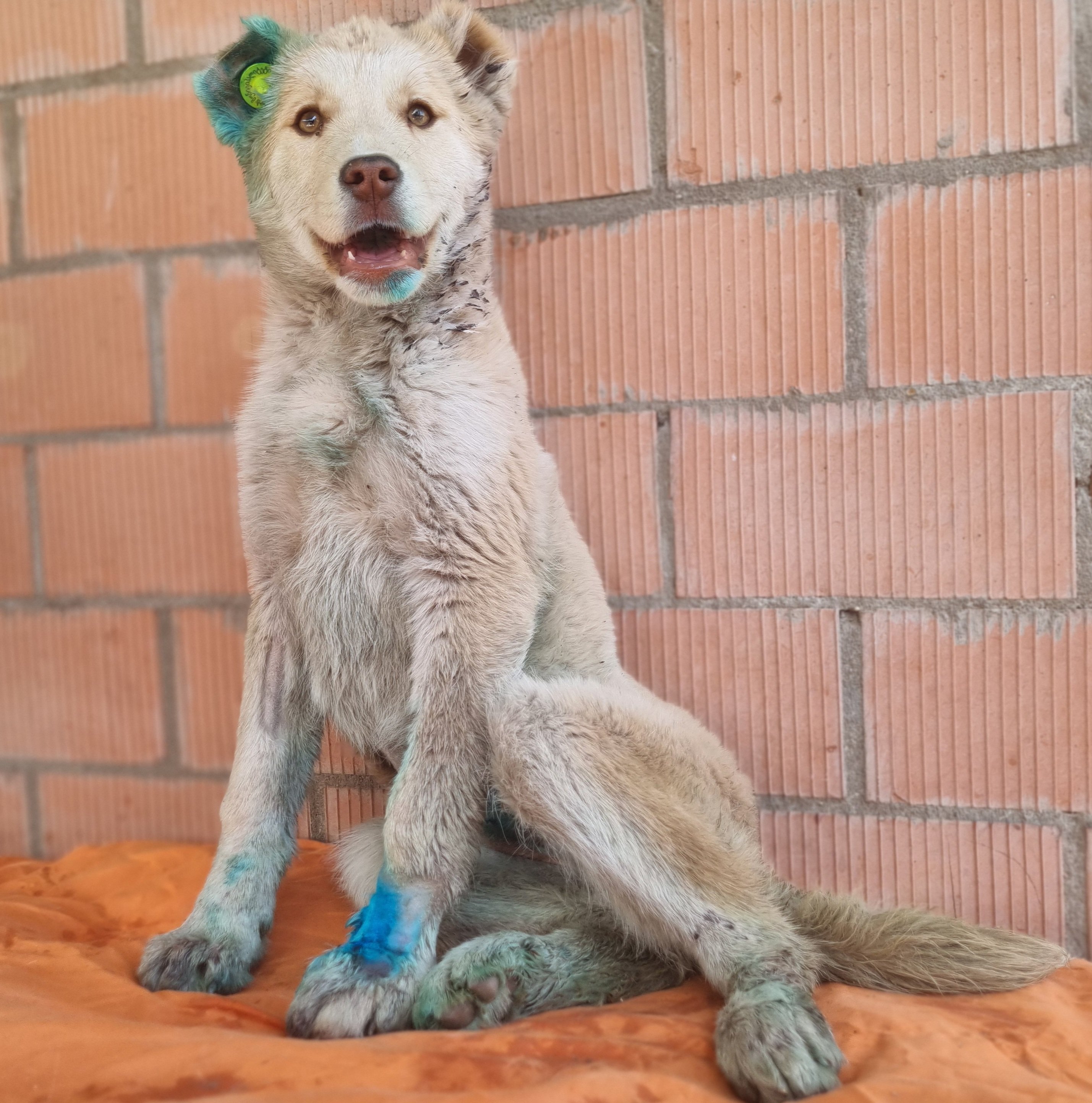 ქოფაკი. ორხევი