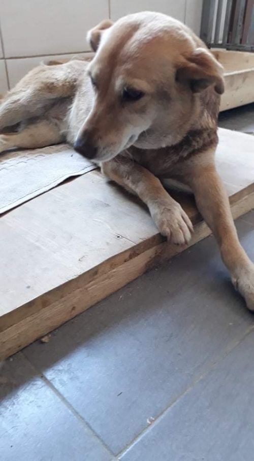 მეტისი უსახელო